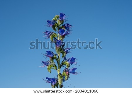 A close-up picture of a purple flower against blue sky