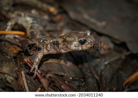 Closeup of a Clouded salamander, Aneides vagrans on the forrest floor in North California