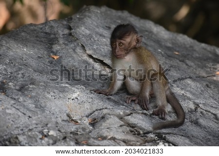Monkeys in Phi Phi island