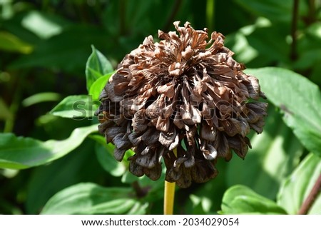 A faded dry zinnia flower close-up in the garden on a sunny day