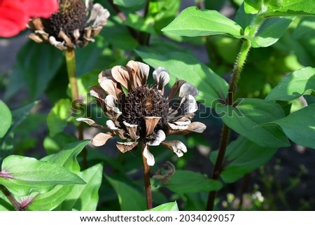 A faded dry zinnia flower close-up in the garden on a sunny day