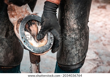Blacksmith and farrier man working on the hooves of a young saddle horse on a ranch. Hammering a hot horseshoe to a horse's hoof. Rural stable life, animal farm, outdoor job. Animal care. Royalty-Free Stock Photo #2034036764