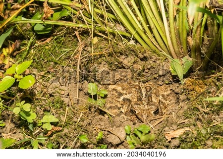 American Toad Hiding in the garden (Anaxyrus americanus)