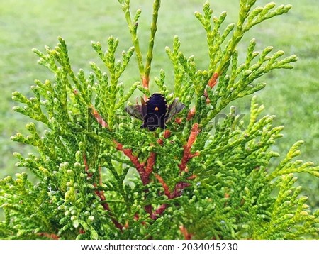 Cruciferous bedbugs, or eurydema, or variegated thyroid bedbugs (Eurydema) is a genus of bedbugs from the family of thyroid bedbugs. On the coniferous thuja.