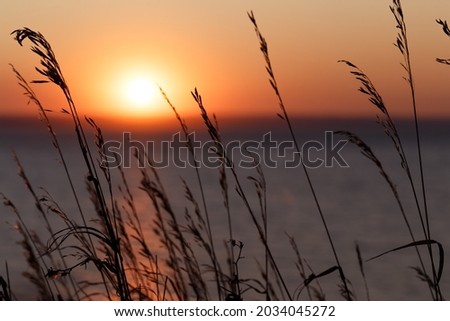Selective soft focus of dry grass and colorful sunset. Beautiful colorful sunset over the sea. The red sun and the absence of clouds. Sea horizon. The concept of a postcard picture