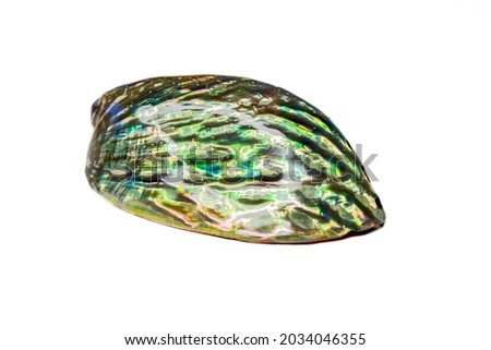 Iris Galiotis, the common name for the black-footed paua or rainbow abalone, is a species of edible sea snail and sea gastropod mollusc in the Haliotidae family. Green iridescent perdamage color. Royalty-Free Stock Photo #2034046355