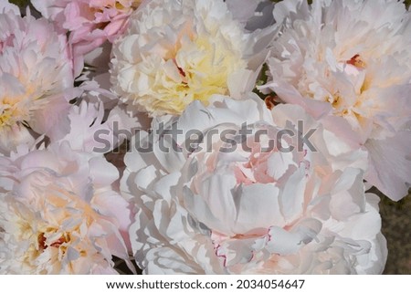 A close up photo of a light pink blossoming peony or paeony (Paeonia). Floral background. Space for copy.  Royalty-Free Stock Photo #2034054647