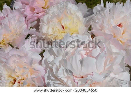 A close up photo of a light pink blossoming peony or paeony (Paeonia). Floral background. Space for copy.  Royalty-Free Stock Photo #2034054650