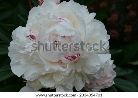 A close up photo of a single light pink blossoming peony or paeony (Paeonia). Floral background. Space for copy.  Royalty-Free Stock Photo #2034054701
