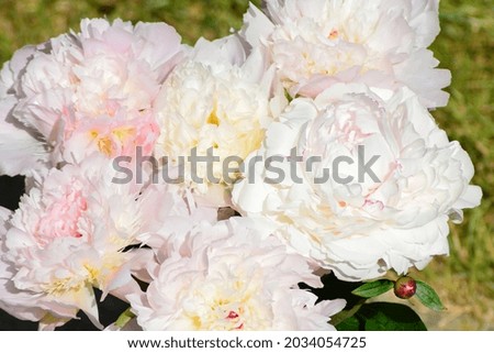 A close up photo of a light pink blossoming peony or paeony (Paeonia). Floral background. Space for copy. 