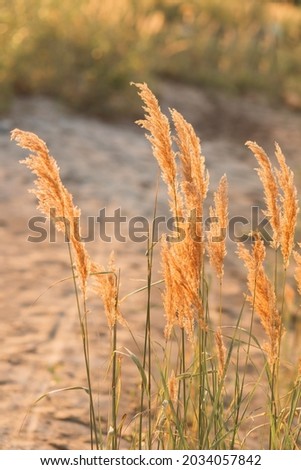 
Golden reed grass under the sun in autumn and winter