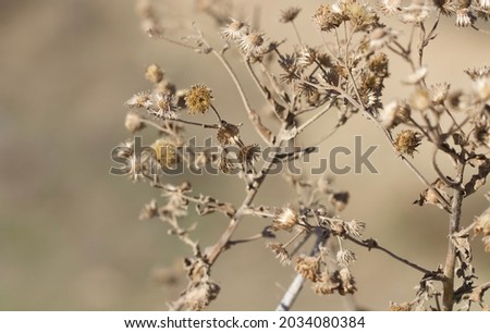 Desert dry flowers, Dry plants background