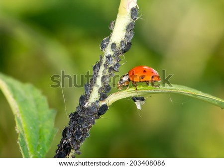 Biological pest control - ladybug eating lice
