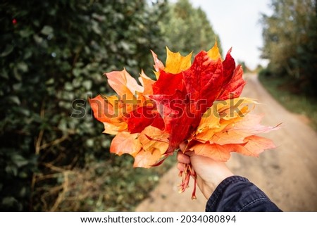 In hand yellow, orange and red bouquet of maple leaves