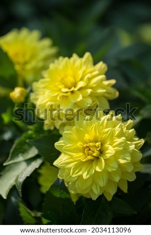 Beautiful yellow dahlias are blooming in the garden. Selective, soft focus.