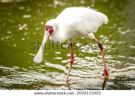 African spoonbill bird trying get tiny fishes and insects in the water flow