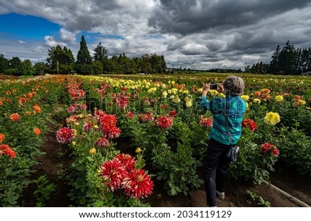 A woman taking photos of a field of beautiful dahlias near Canby Oregon