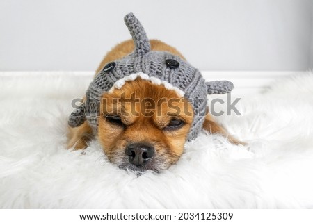 Cute dog wearing shark hat costume