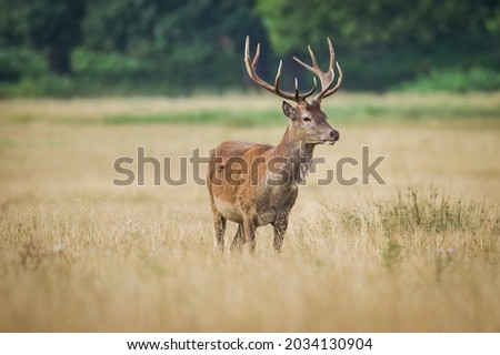 Beautiful deer in the park in summer time Royalty-Free Stock Photo #2034130904