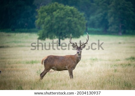 Beautiful deer in the park in summer time