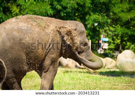 elephant splashing with water