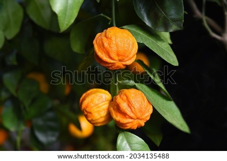 Bitter orange Kikudaidai growing in Japan. Royalty-Free Stock Photo #2034135488