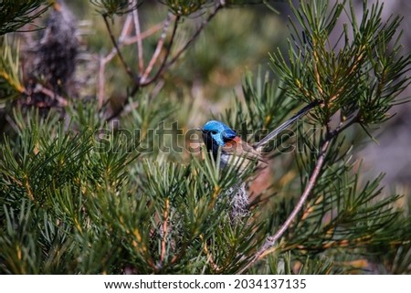 Male Variegated Fairywren bird sitting in a tree. 