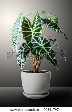 Alocasia Amazonica Sanderiana Plant in white ceramic pot isolated on black background. Alocasia sanderiana bull with large green leaves air purifier plant indoor.