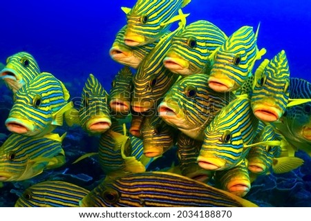School of yellow tropical fish (Ribboned sweetlips, Plectorhinchus polytaenia) in the warm blue ocean. Close up fish portrait, underwater picture from scuba diving with the marine life. Vivid wildlife