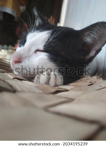 the photo of sleeping black and white cat 