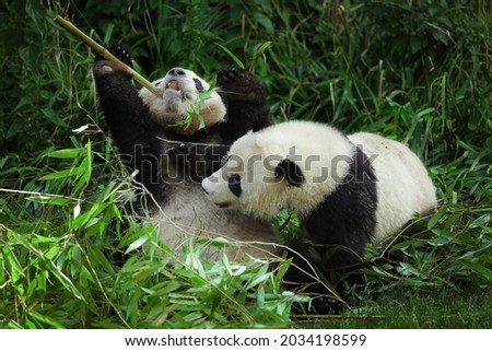 Two little pandas fighting over bamboo.