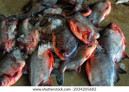pirhana paccu fish sale in fish market