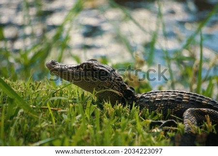 Baby gator laying in the grass