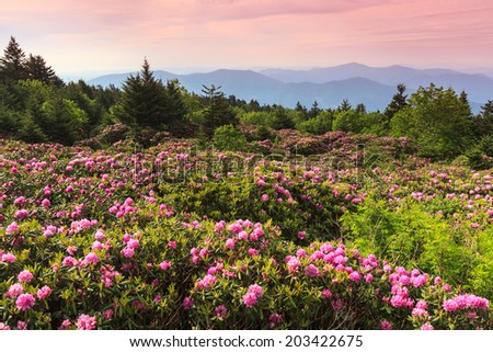 Wild pink catawba rhododendron at Roan Mountain State Park in spring bloom near the border of North Carolina and Tennessee at sunrise. Royalty-Free Stock Photo #203422675