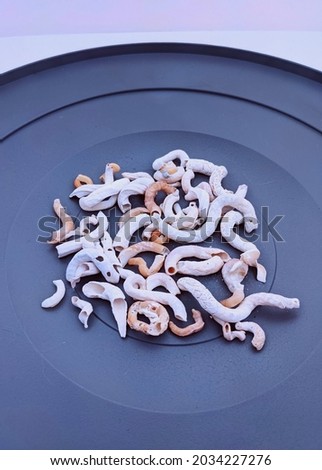 tube worm serpulid shells on a gray circular background Royalty-Free Stock Photo #2034227276