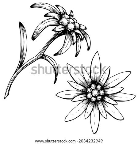 Edelweiss logo. Isolated edelweiss on a white background. Hand drawn black and white  illustration of a symbol of mountaineering, climbing, mountain hiking, trekking. Handwritten graphic technique