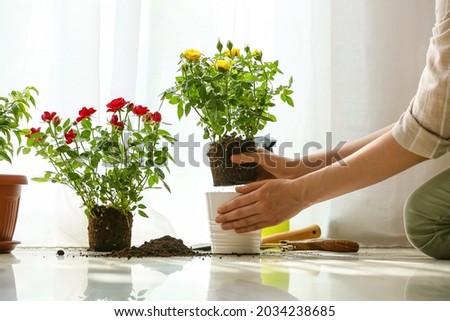 Woman repotting rose at home Royalty-Free Stock Photo #2034238685