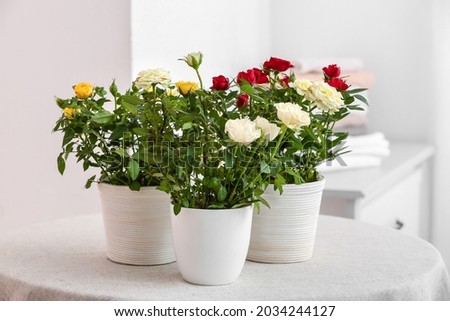 Beautiful roses in pots on table at home