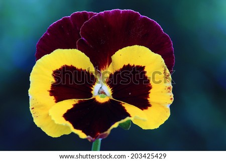 Detail of the Pansy Flower