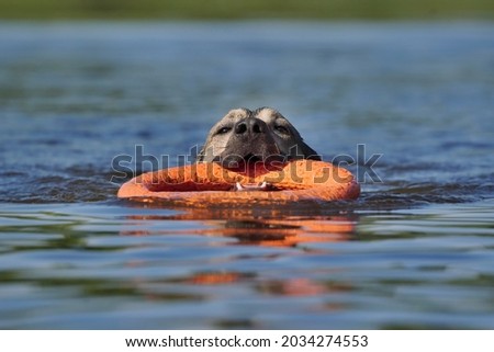 dog swimming in a pond in summer. A cute dog retrieves in the water