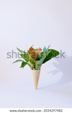 autumn leaves green and gold yellow making arrangement in a ice cream cone.white background with shadow.autumn and summer end design