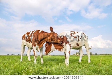 Cows love play cuddling in a field under a blue sky, two calves rubbing heads, lovingly and playful, Royalty-Free Stock Photo #2034303344