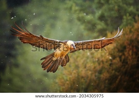 Bearded vulture, Gypaetus barbatus or Lammergeier in full   wingspan. Close up,  front view. Wild bird, snowing, autumn in Spanish Pyrenees, Spain. Royalty-Free Stock Photo #2034305975