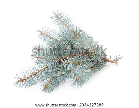 Blue branches of pine isolated on a white background.