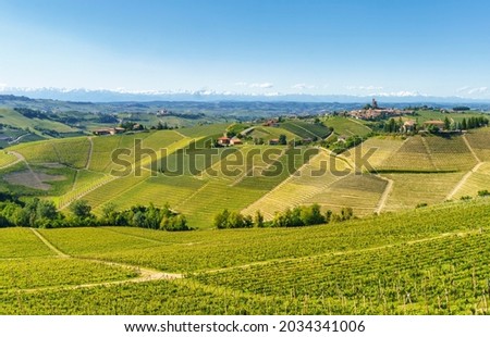 Rural landscape of vineyards at springtime in Langhe near Alba, Cuneo province, Piedmont, Italy, Unesco World Heritage Site.