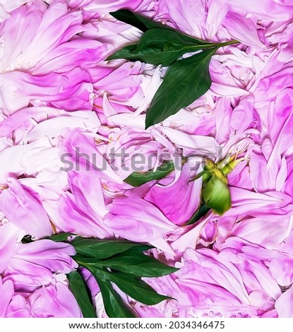 background of peony petals, suitable for greeting cards and greetings