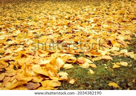 autumn fallen leaves of a elm tree on the ground on the green grass. fall foliage on the land