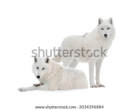 two polar wolves isolated on white background