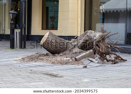 tree uprooted during a strong wind in the city among the paved area. Close up of the bottom of a tree that was blown over during a storm with the roots high in the air. Royalty-Free Stock Photo #2034399575