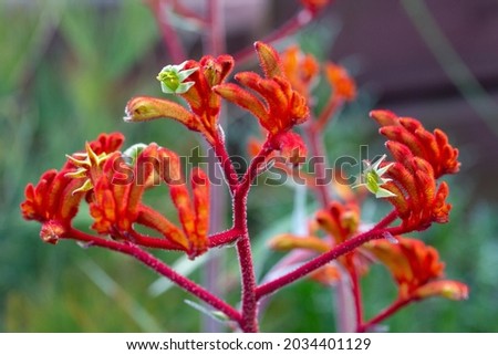 Striking flowers of a red Kangaroo Paw. Botanical name anigozanthos. An Australian native plant.